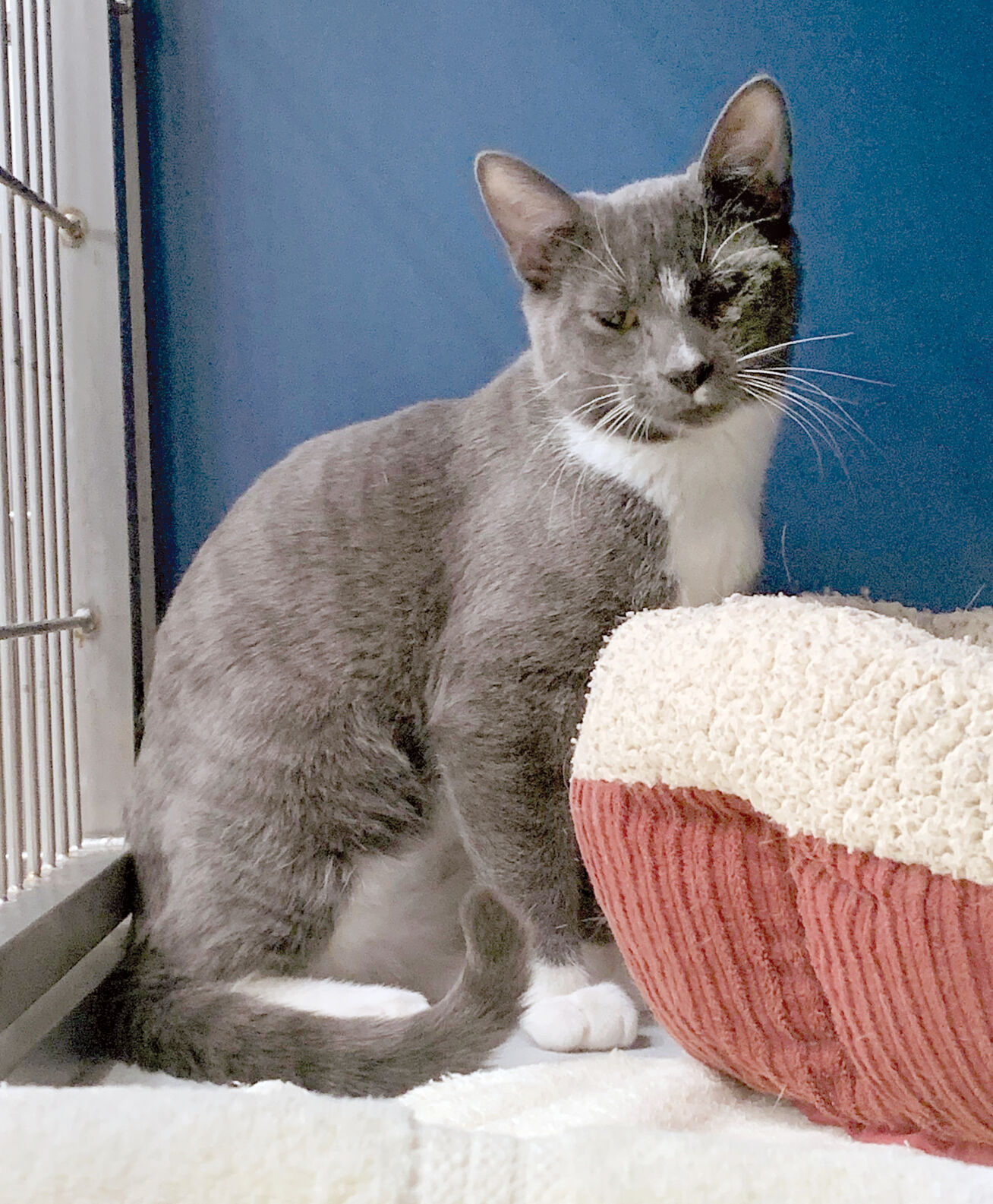 Pet of the Week